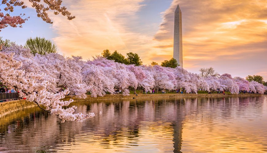 Washinton DC cherry blossom