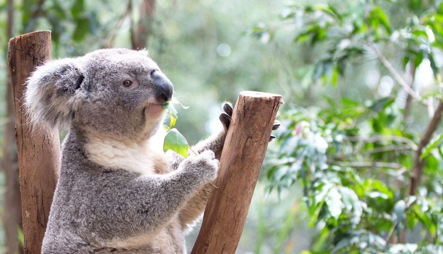 Koala