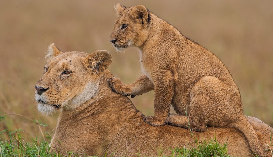 masaimara-www.saigon-travel.com-(+84)898988687